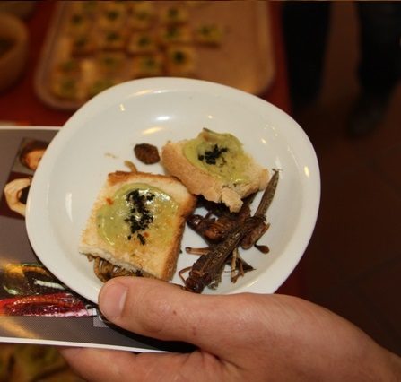 DEGUSTATION D’INSECTES, photo 5