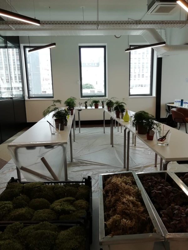 MINI JARDIN, photo 14
