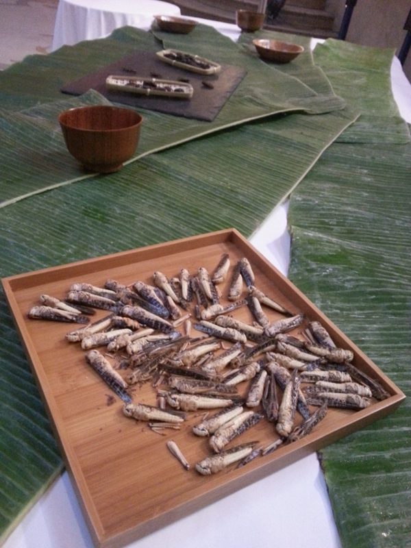 DEGUSTATION D’INSECTES, photo 3