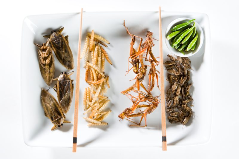 DEGUSTATION D’INSECTES, photo 8