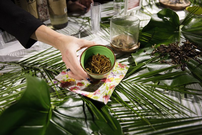DEGUSTATION D’INSECTES, photo 6