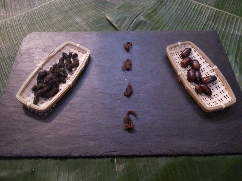 DEGUSTATION D’INSECTES, photo 2